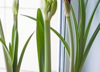 Bringing the Outdoors In: Stylish Indoor Plant Pots for Every Home