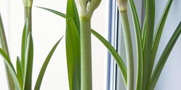 Bringing the Outdoors In: Stylish Indoor Plant Pots for Every Home