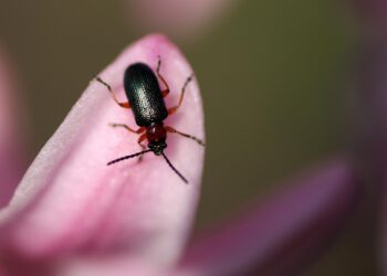 Green Guardians: Nurturing Plant Health for a Sustainable Future