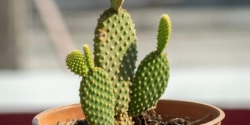 Creating a Lush Oasis: The Ultimate Guide to Indoor Garden Setup