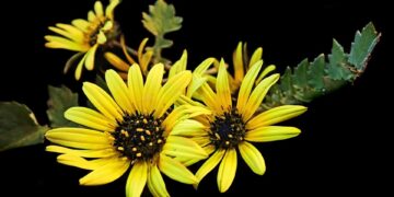 Building a Stronger Garden: The Power of Disease-Resistant Plants