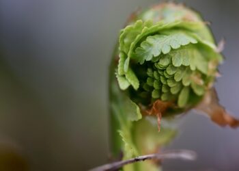 Unlocking the Secrets of Successful Plant Fertilization: A Guide to Maximizing Growth and Health