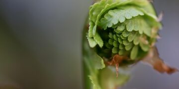 Unlocking the Secrets of Successful Plant Fertilization: A Guide to Maximizing Growth and Health