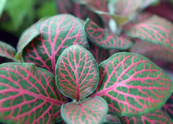 Green Oasis: Transforming Your Home with Stunning Indoor Garden Design