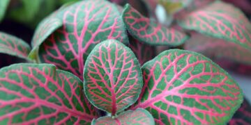 Green Oasis: Transforming Your Home with Stunning Indoor Garden Design