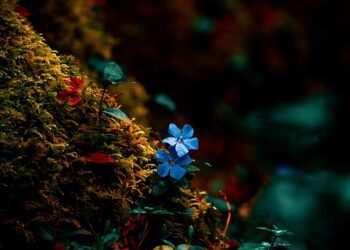 Gentle Gardening: Harnessing the Power of Low-Impact Techniques for a Sustainable Oasis
