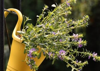 Green Thumb Essentials: Elevate Your Indoor Garden with These Must-Have Supplies