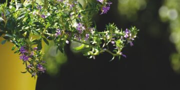 Green Thumb Secrets: Mastering Indoor Plant Care Like a Pro