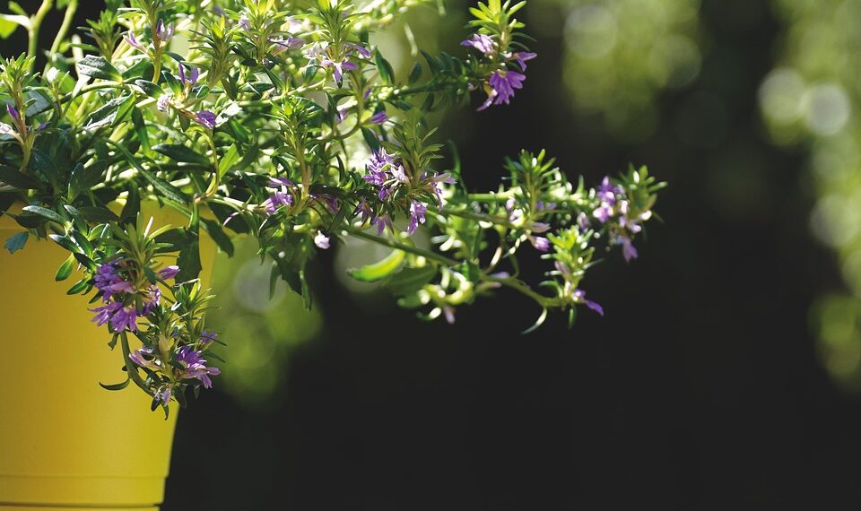 Green Thumb Secrets: Mastering Indoor Plant Care Like a Pro