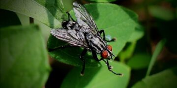 Mastering the Art of Pest Control: Strategies for a Pest-Free Environment