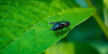 The Ultimate Guide to Pest Control: Effective Methods for a Pest-Free Home