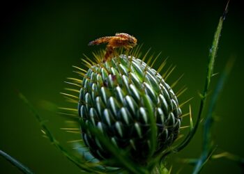 Eliminate Infestations: The Ultimate Guide to Pest Control Solutions
