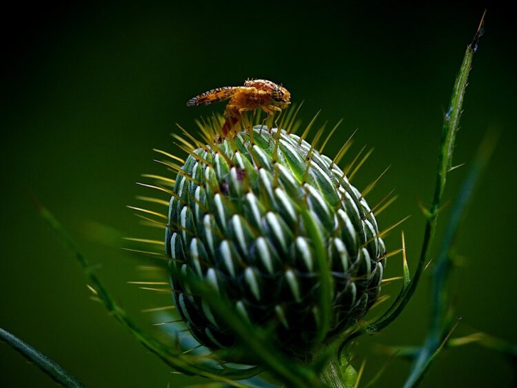 Eliminate Infestations: The Ultimate Guide to Pest Control Solutions