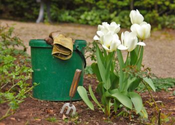 The Essential Garden Tool: Finding the Perfect Pair of Gloves