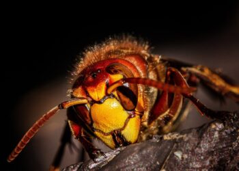 The Silent Killers: Understanding and Combating Plant Diseases