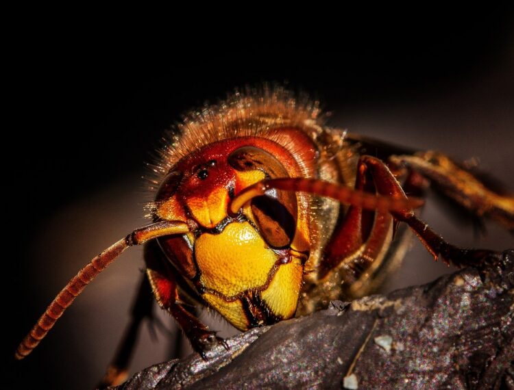 The Silent Killers: Understanding and Combating Plant Diseases