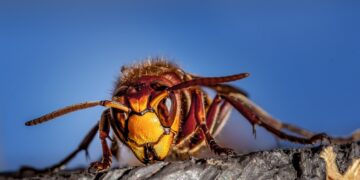Stay Bite-Free: The Ultimate Guide to Bug Repellents