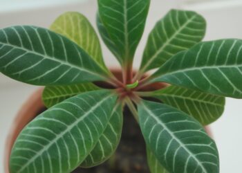 Green Thumb Secrets: The Ultimate Guide to Indoor Plant Care