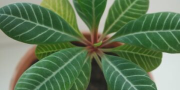 Green Thumb Secrets: The Ultimate Guide to Indoor Plant Care