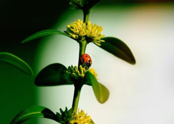 Natural Solutions: The Power of Organic Pest Control
