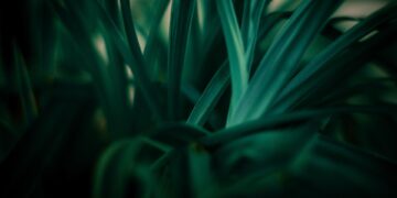 Maximizing Greenery: The Art of Resource-Efficient Gardening