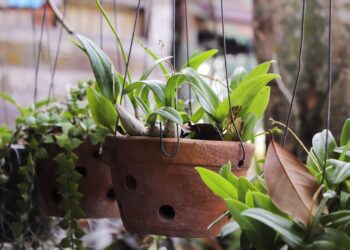 Grow Your Indoor Oasis: Essential Supplies for Thriving Indoor Gardens