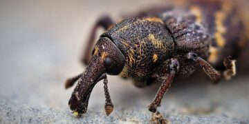 Defending Your Garden: Conquering the Battle Against Pests