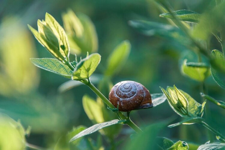 Mastering Pest Control: Proven Methods for a Pest-Free Home
