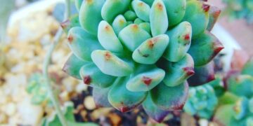 Maximizing Your Space: Innovative Indoor Gardening Solutions for Small Spaces