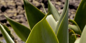 Shedding Light on Plant Needs: Understanding the Importance of Light Requirements for Healthy Growth