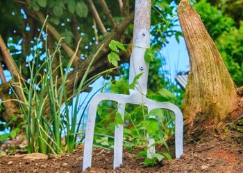 The Essential Soil Toolkit: Everything You Need for Successful Gardening