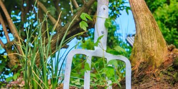 The Essential Soil Toolkit: Everything You Need for Successful Gardening