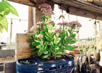 Growing Green: Maximizing Your Garden’s Potential with Resource-Efficient Practices
