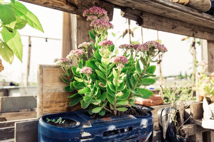 Growing Green: Maximizing Your Garden’s Potential with Resource-Efficient Practices