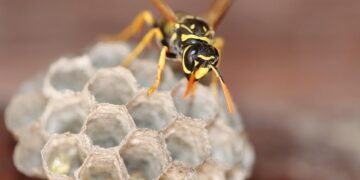 Conquering Creepy Crawlers: A Guide to Defeating Garden Pests