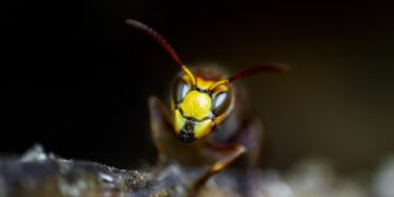 Rooting out Trouble: Exploring the Impact of Plant Diseases on Crop Health