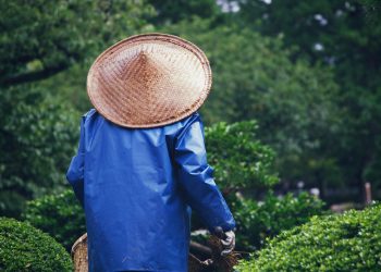 Reviving Nature's Balance: The Art of Sustainable Gardening