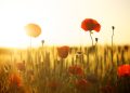 Essential Plant Care Tips: From Watering Wisdom to Sunlight Strategies