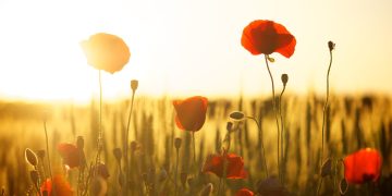 Essential Plant Care Tips: From Watering Wisdom to Sunlight Strategies