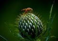Innovative Strategies in Integrated Pest Management: Combating Pests While Protecting the Environment