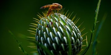 Innovative Strategies in Integrated Pest Management: Combating Pests While Protecting the Environment